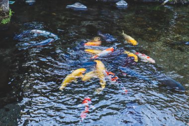Canlı Japon Koi Sazanı Huzurlu Zen Bahçesi Havuzu