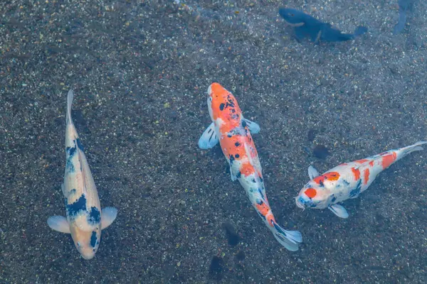 Canlı Japon Koi Sazanı Huzurlu Zen Bahçesi Havuzu
