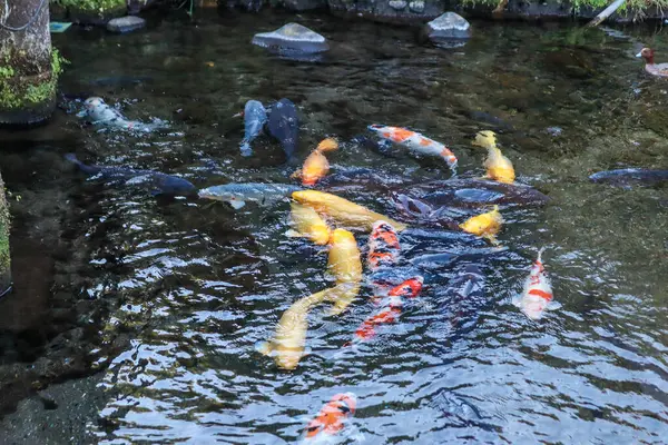 Canlı Japon Koi Sazanı Huzurlu Zen Bahçesi Havuzu