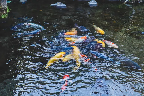 Canlı Japon Koi Sazanı Huzurlu Zen Bahçesi Havuzu