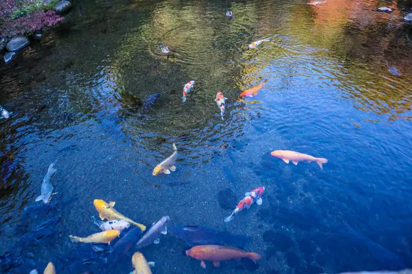 Canlı Japon Koi Sazanı Huzurlu Zen Bahçesi Havuzu