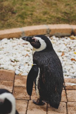 Komik Afrika penguen portresi yakın çekim