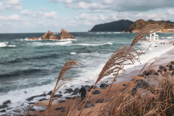 Yumuşak dalgalarla okyanusun manzarası, rüzgarda sallanan uzun otlar ve kabarık bulutlarla dolu canlı mavi bir gökyüzü. Mükemmel doğa ve mevsimsel arka plan.