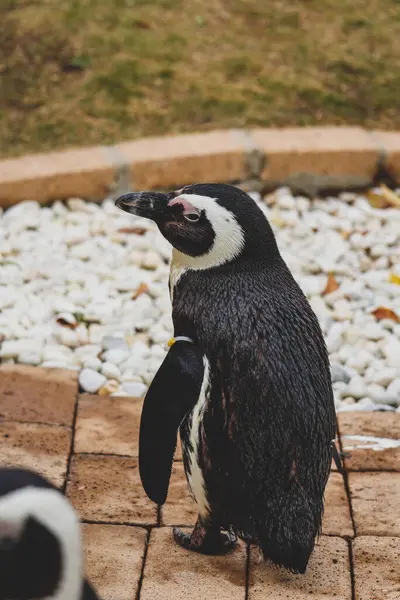Komik Afrika penguen portresi yakın çekim