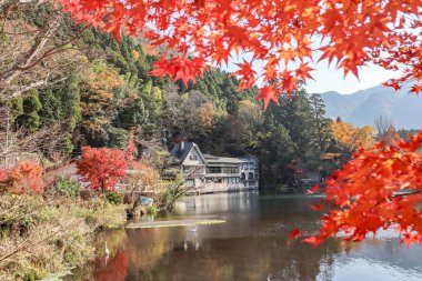 Güzel kırmızı akçaağaç yaprakları Kinrinko gölünde, oita, Japonya, sonbahar güneşli gününde