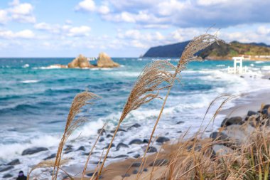Yumuşak dalgalarla okyanusun manzarası, rüzgarda sallanan uzun otlar ve kabarık bulutlarla dolu canlı mavi bir gökyüzü. Mükemmel doğa ve mevsimsel arka plan.