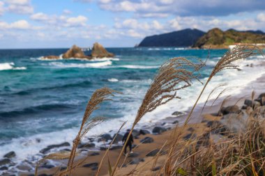 Yumuşak dalgalarla okyanusun manzarası, rüzgarda sallanan uzun otlar ve kabarık bulutlarla dolu canlı mavi bir gökyüzü. Mükemmel doğa ve mevsimsel arka plan.