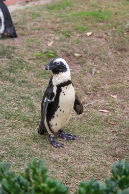 Komik Afrika penguen portresi yakın çekim
