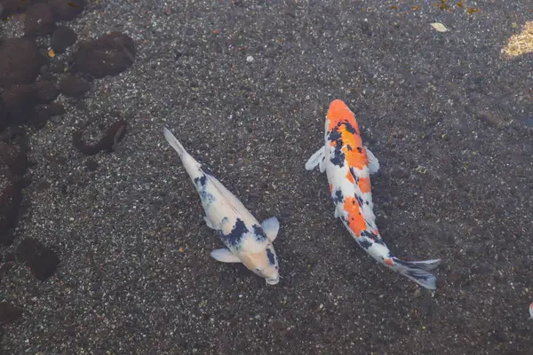 Canlı Japon Koi Sazanı Huzurlu Zen Bahçesi Havuzu