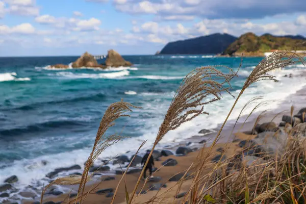 Yumuşak dalgalarla okyanusun manzarası, rüzgarda sallanan uzun otlar ve kabarık bulutlarla dolu canlı mavi bir gökyüzü. Mükemmel doğa ve mevsimsel arka plan.