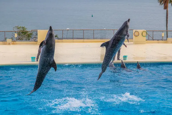 Deniz kenarında gösteri yapan yunuslar
