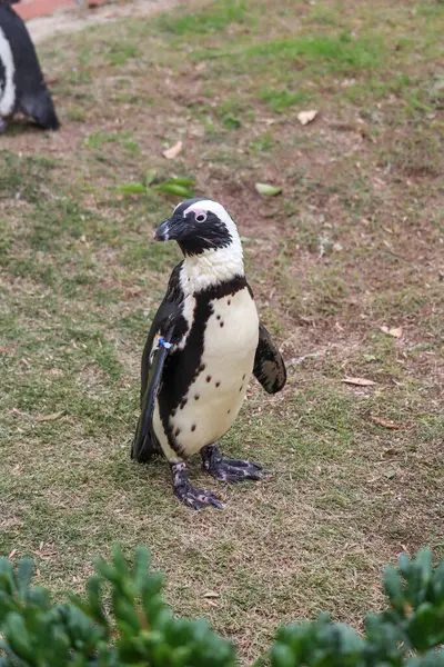 Komik Afrika penguen portresi yakın çekim