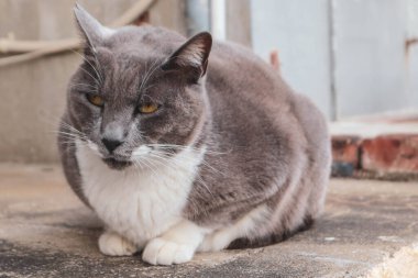 Gri ve beyaz evcil bir kedi sakince beton bir yüzeyde oturuyor. Rahatlamış ve huysuz bir ifade sergiliyor..