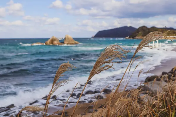 Yumuşak dalgalarla okyanusun manzarası, rüzgarda sallanan uzun otlar ve kabarık bulutlarla dolu canlı mavi bir gökyüzü. Mükemmel doğa ve mevsimsel arka plan.