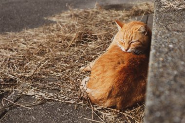 Aoshima 'nın ünlü kedi adasının sokaklarındaki kediler.