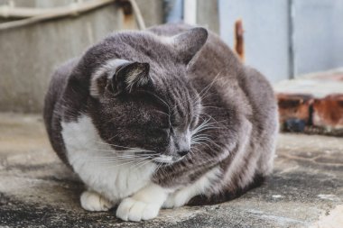 Gri ve beyaz evcil bir kedi sakince beton bir yüzeyde oturuyor. Rahatlamış ve huysuz bir ifade sergiliyor..