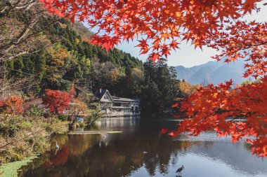 Güzel kırmızı akçaağaç yaprakları Kinrinko gölünde, oita, Japonya, sonbahar güneşli gününde