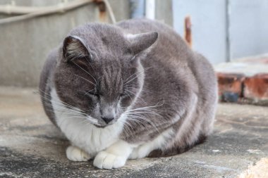 Gri ve beyaz evcil bir kedi sakince beton bir yüzeyde oturuyor. Rahatlamış ve huysuz bir ifade sergiliyor..