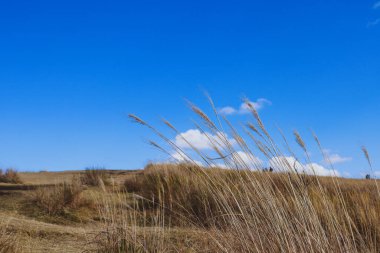 Japon Gümüş Çimi ve Parlak Mavi Gökyüzü ile Manzaralı Sonbahar Alanı