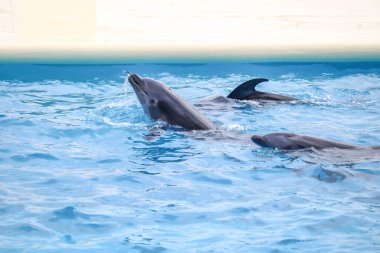Bir Akvaryum Gösterisinde Havuzun Tadını Çıkaran Şişe Burunlu Yunusların Yakın Çekimi