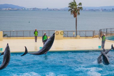 Zıplayan Yunuslar Deniz Görünümü Arkaplanlı Su Havuzunda Numara Yapıyorlar