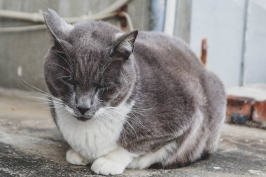 Gri ve beyaz evcil bir kedi sakince beton bir yüzeyde oturuyor. Rahatlamış ve huysuz bir ifade sergiliyor..