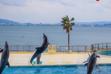 Zıplayan Yunuslar Deniz Görünümü Arkaplanlı Su Havuzunda Numara Yapıyorlar