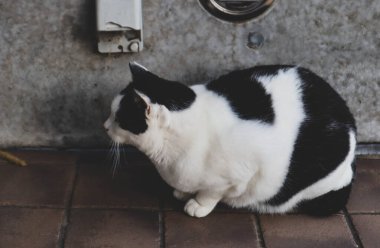 Yıpranmış Mavi Betona Kapalı Gözlü Yalnız Sokak Kedisi