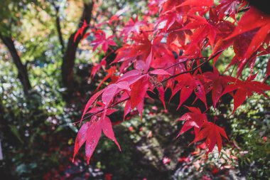 Japonya 'da parktaki güneş ışığı mevsiminde akçaağaç yaprağı
