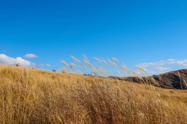 Japon Gümüş Çimi ve Parlak Mavi Gökyüzü ile Manzaralı Sonbahar Alanı