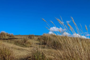 Japon Gümüş Çimi ve Parlak Mavi Gökyüzü ile Manzaralı Sonbahar Alanı