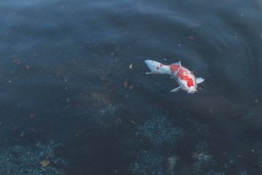 Şeffaf Gölette Siyah ve Kırmızı desenli Tek Süslü Koi Sazanı