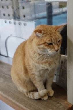 Mavi sandalyede uyuyan sevimli bir Turuncu Kedi.