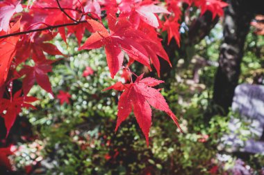 Japonya 'da parktaki güneş ışığı mevsiminde akçaağaç yaprağı