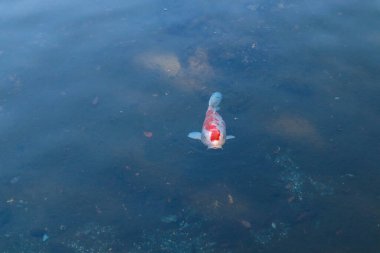 Şeffaf Gölette Siyah ve Kırmızı desenli Tek Süslü Koi Sazanı