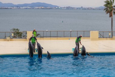 Şehir ve Deniz Arkaplanı ile Açık Akvaryum Fuarında Sudan Atlayan Eğitimli Yunus