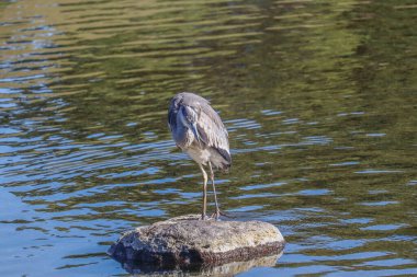 Yalnız Su Kuşu Serene Gölü 'ndeki Doğayı Gözlemliyor