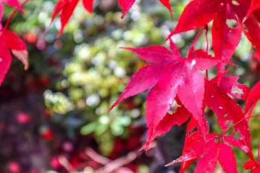 Japonya 'da parktaki güneş ışığı mevsiminde akçaağaç yaprağı