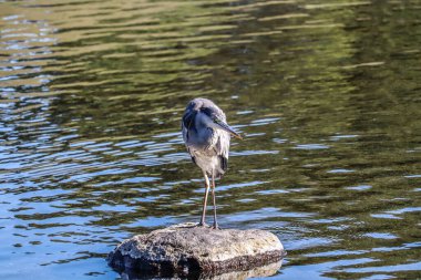 Yalnız Su Kuşu Serene Gölü 'ndeki Doğayı Gözlemliyor