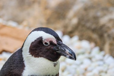 Komik Afrika penguen portresi yakın çekim