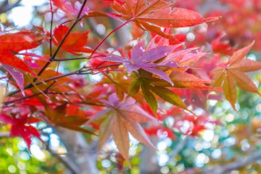 Japonya 'da parktaki güneş ışığı mevsiminde akçaağaç yaprağı