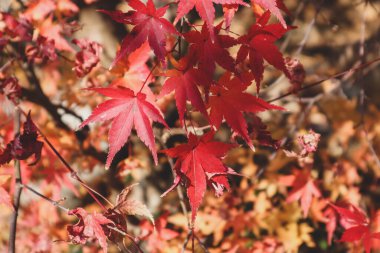 Japonya 'da parktaki güneş ışığı mevsiminde akçaağaç yaprağı