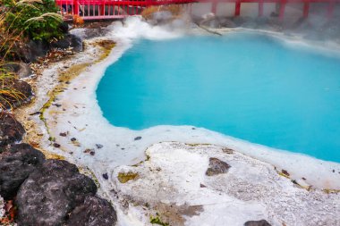 Kara Ayaklı Penguen Islak Kaya 'da Tehlikedeki Kuş Türleri