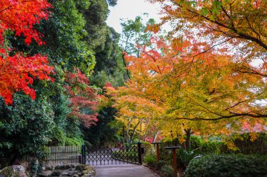 Romantik Sonbahar Yürüyüşü Canlı Sonbahar Yeşilleri Altında