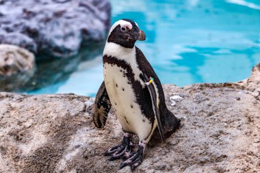 Afrika Pengueni Hayvanat Bahçesinde Kaya Üzerinde Duruyor - Yakın plan Vahşi Yaşam Portresi