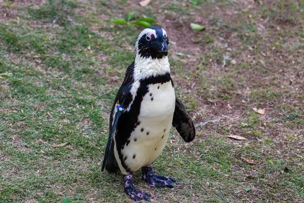 Afrika Pengueni Hayvanat Bahçesinde Kaya Üzerinde Duruyor - Yakın plan Vahşi Yaşam Portresi