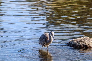 Zarif balıkçıl Sakince Yansıtıcı bir gölde duruyor