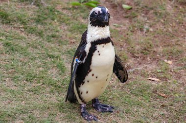 Afrika Pengueni Hayvanat Bahçesinde Kaya Üzerinde Duruyor - Yakın plan Vahşi Yaşam Portresi