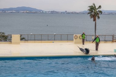 Akıllı Yunuslar Su Gösterisinde Renkli Çemberleri Dengeleyen