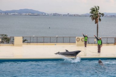 Akıllı Yunuslar Su Gösterisinde Renkli Çemberleri Dengeleyen